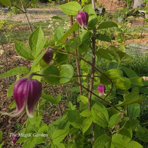 leatherflower or vasvine flowers vining on sourwood