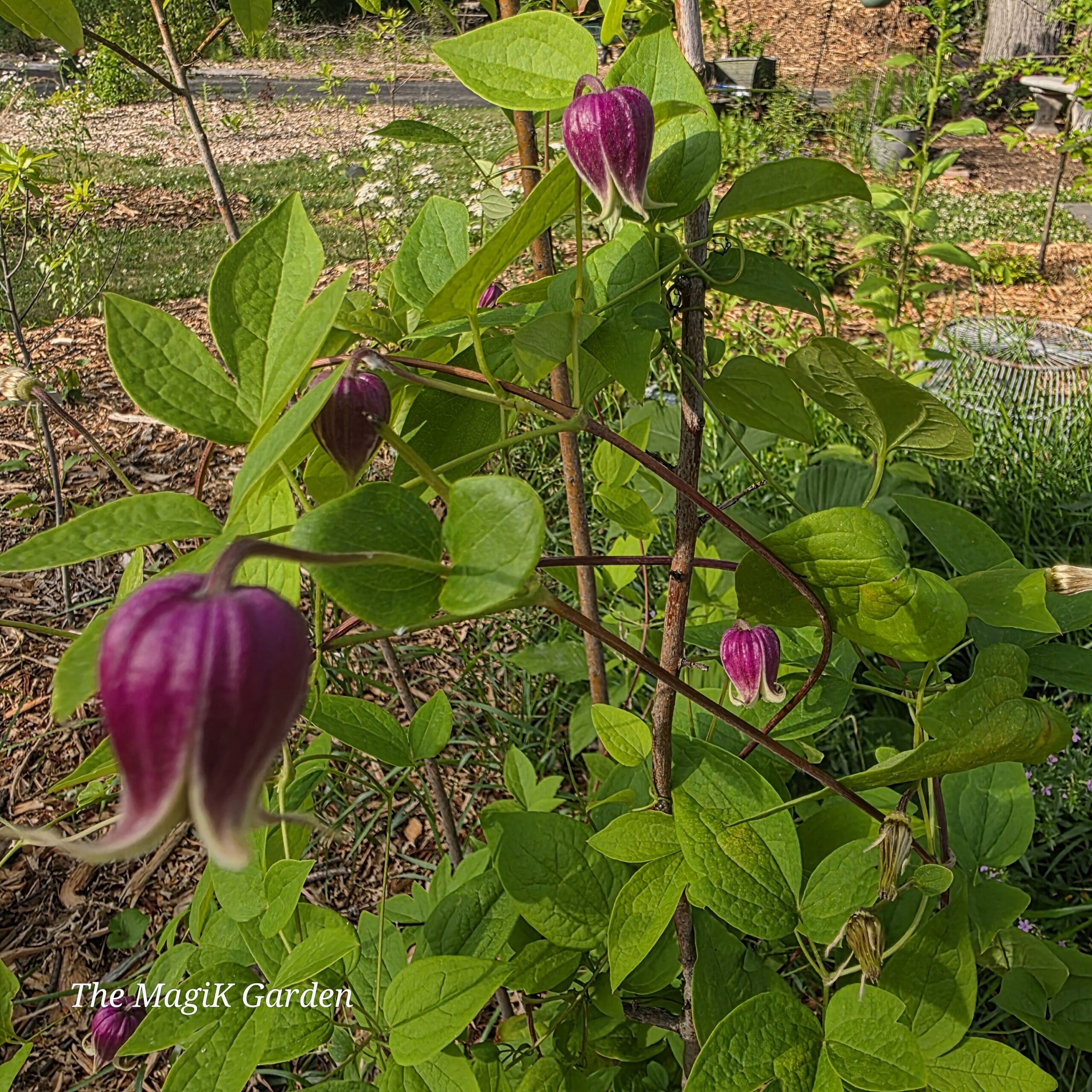 leatherflower or vasvine flowers vining on sourwood