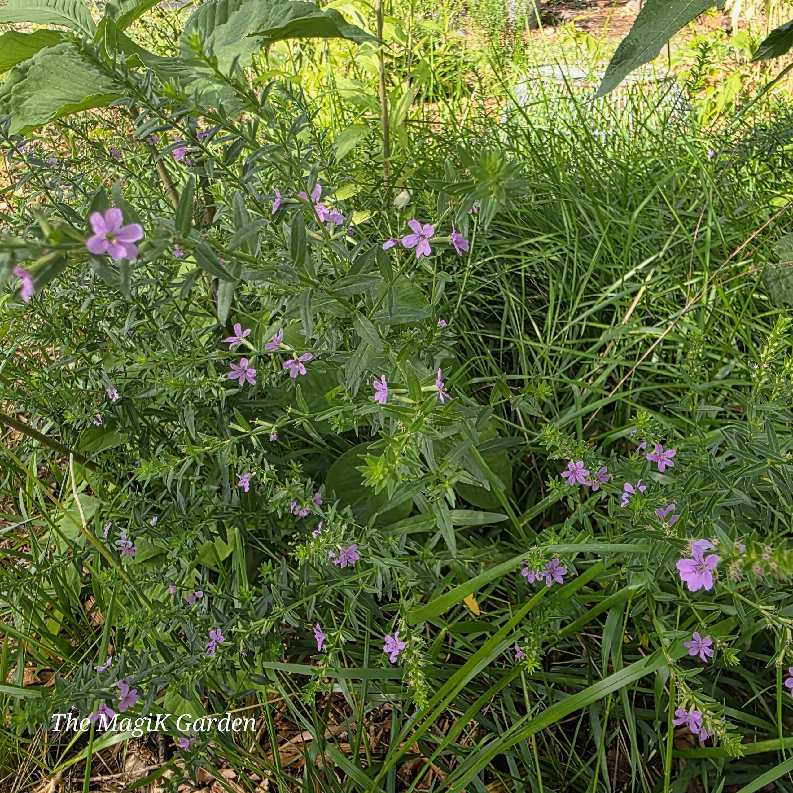 winged loosestrife