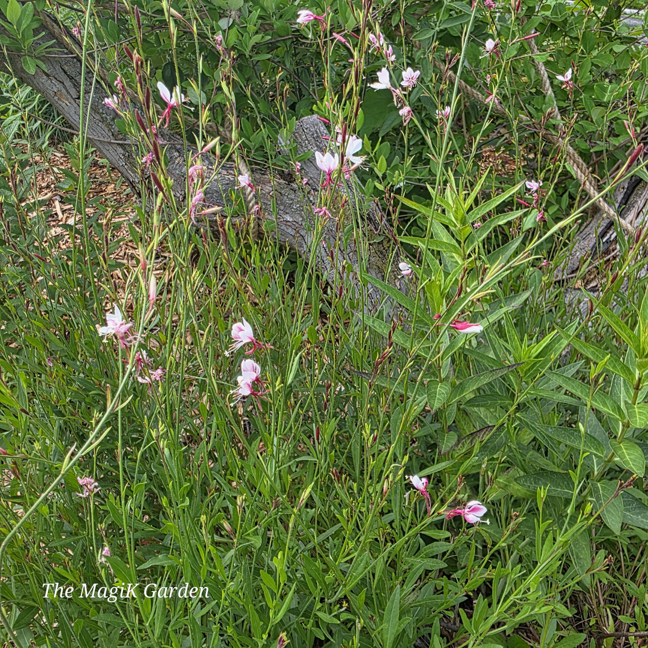 Lindheimer's primrose