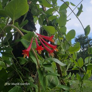 Major Wheeler honeysuckle blooms
