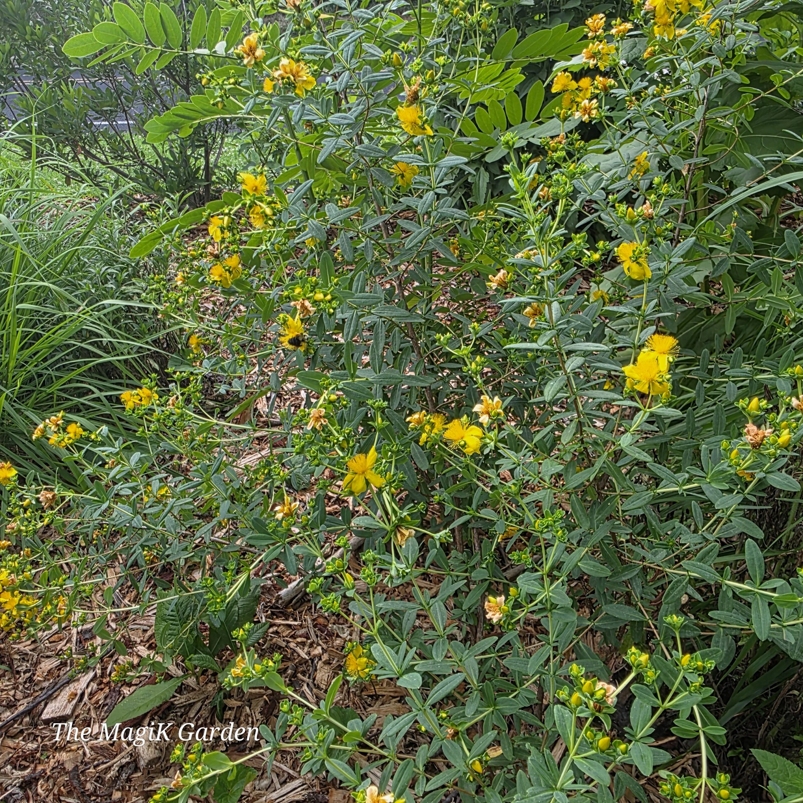 Kalm's St. John's wort flowers