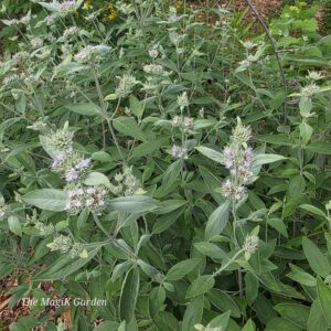 Torrey's mountain mint flowers