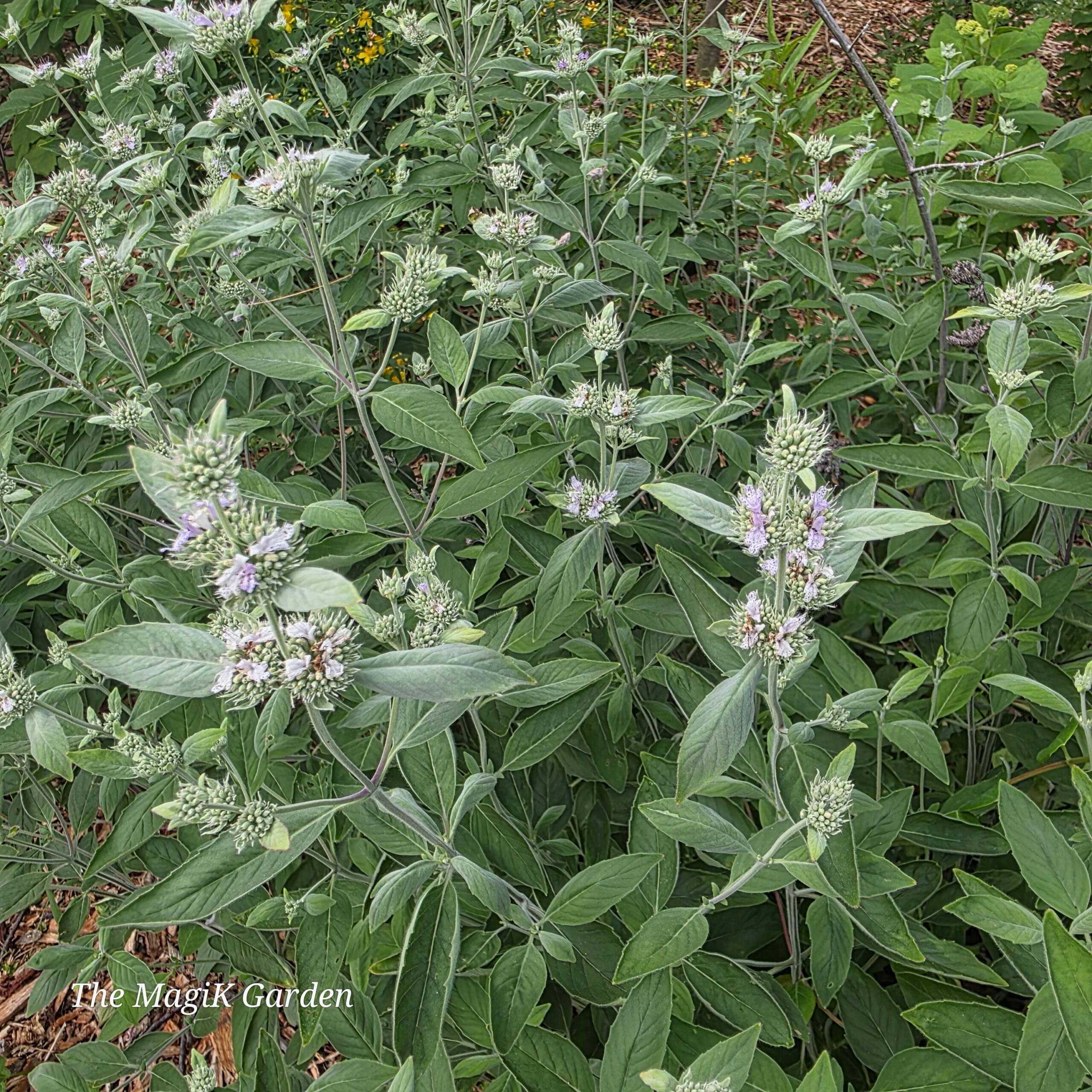 Torrey's mountain mint flowers