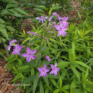 Kim Carolina phlox pink flowers