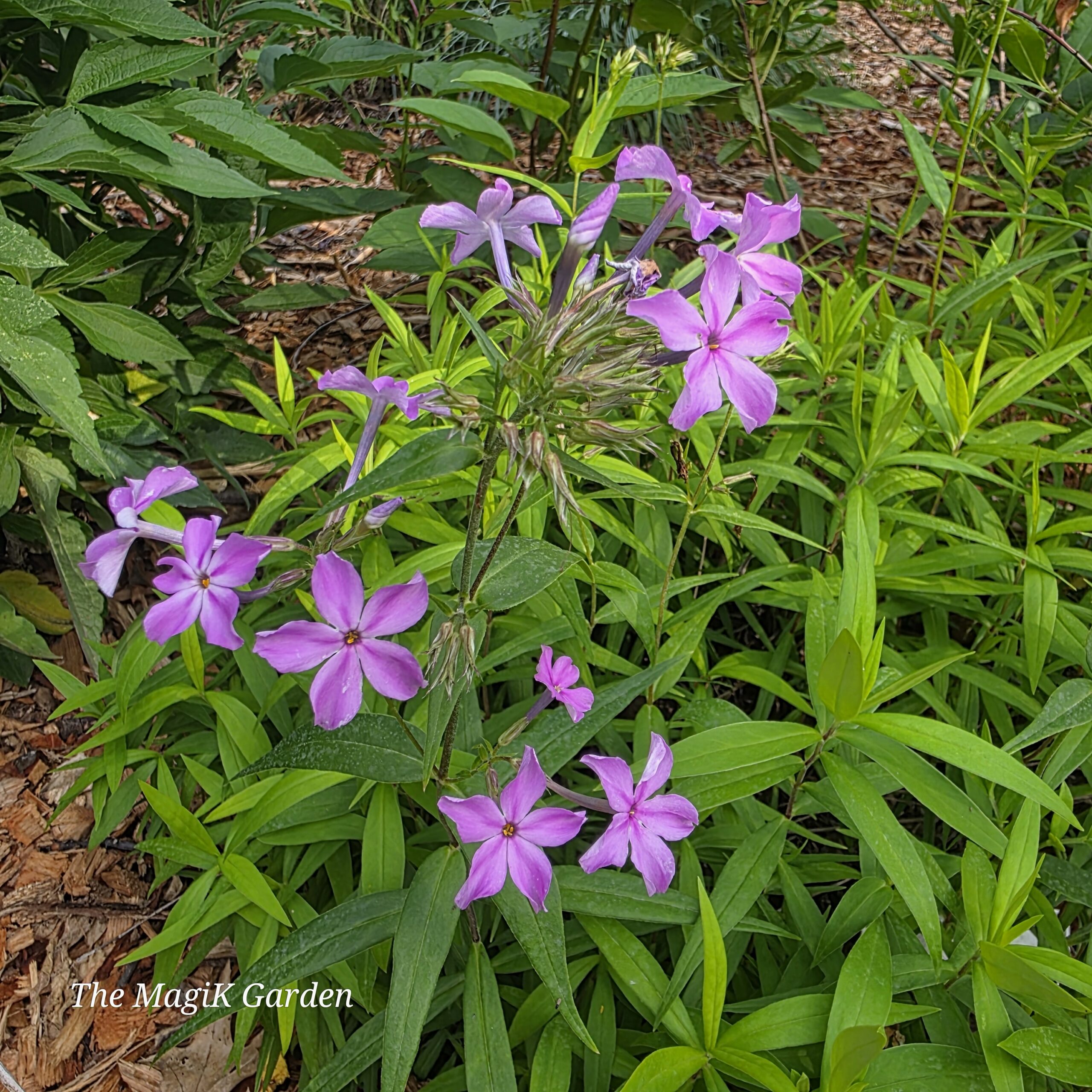 Kim Carolina phlox pink flowers