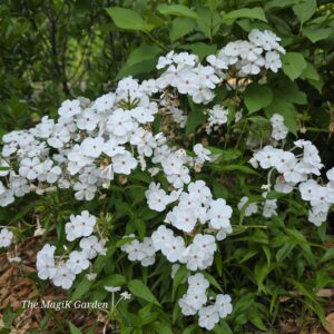 Minnie Pearl Carolina phlox with white flowers