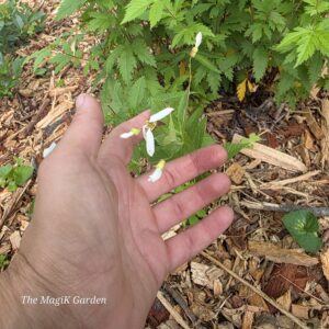 American ipecac flowers just getting started