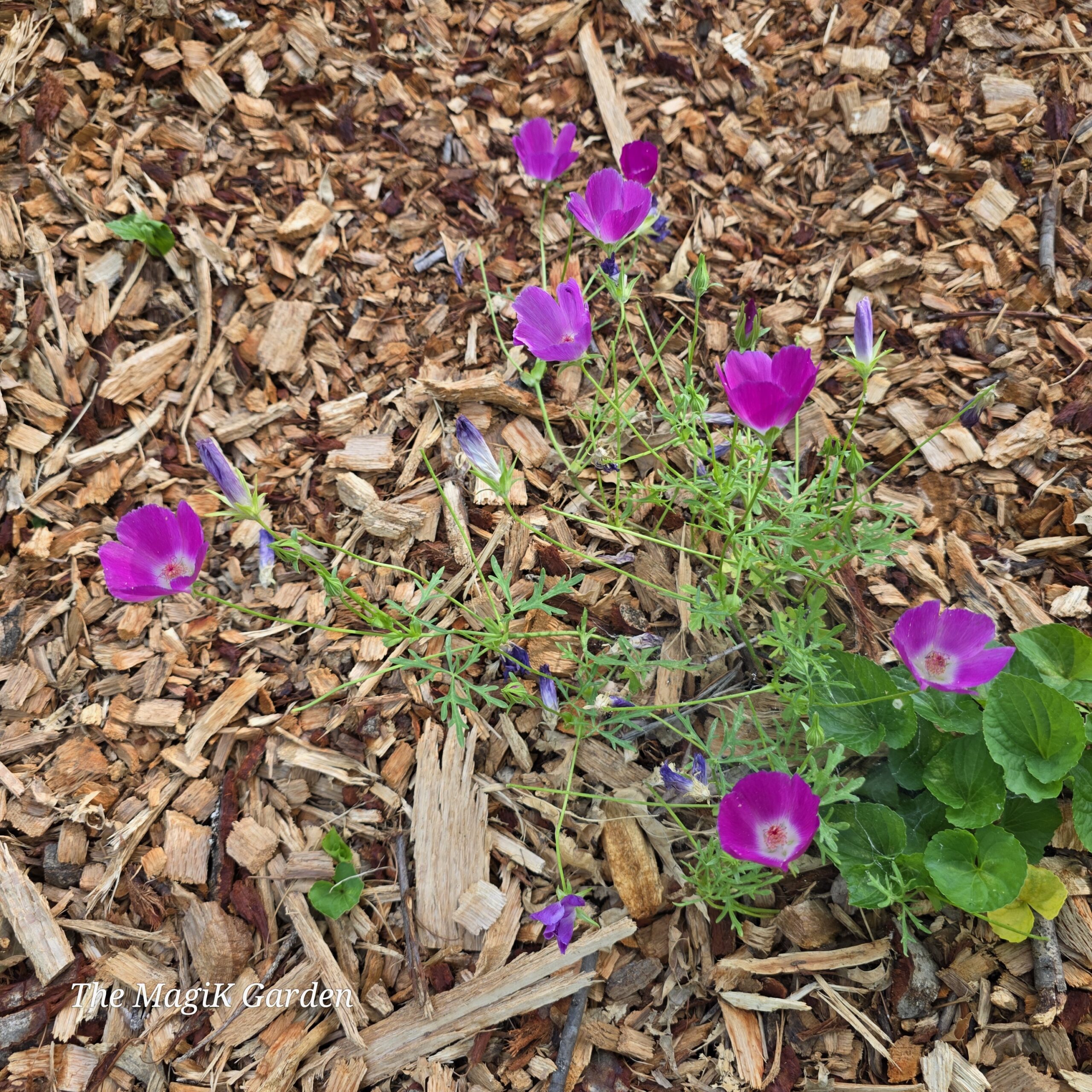 winecups flowers