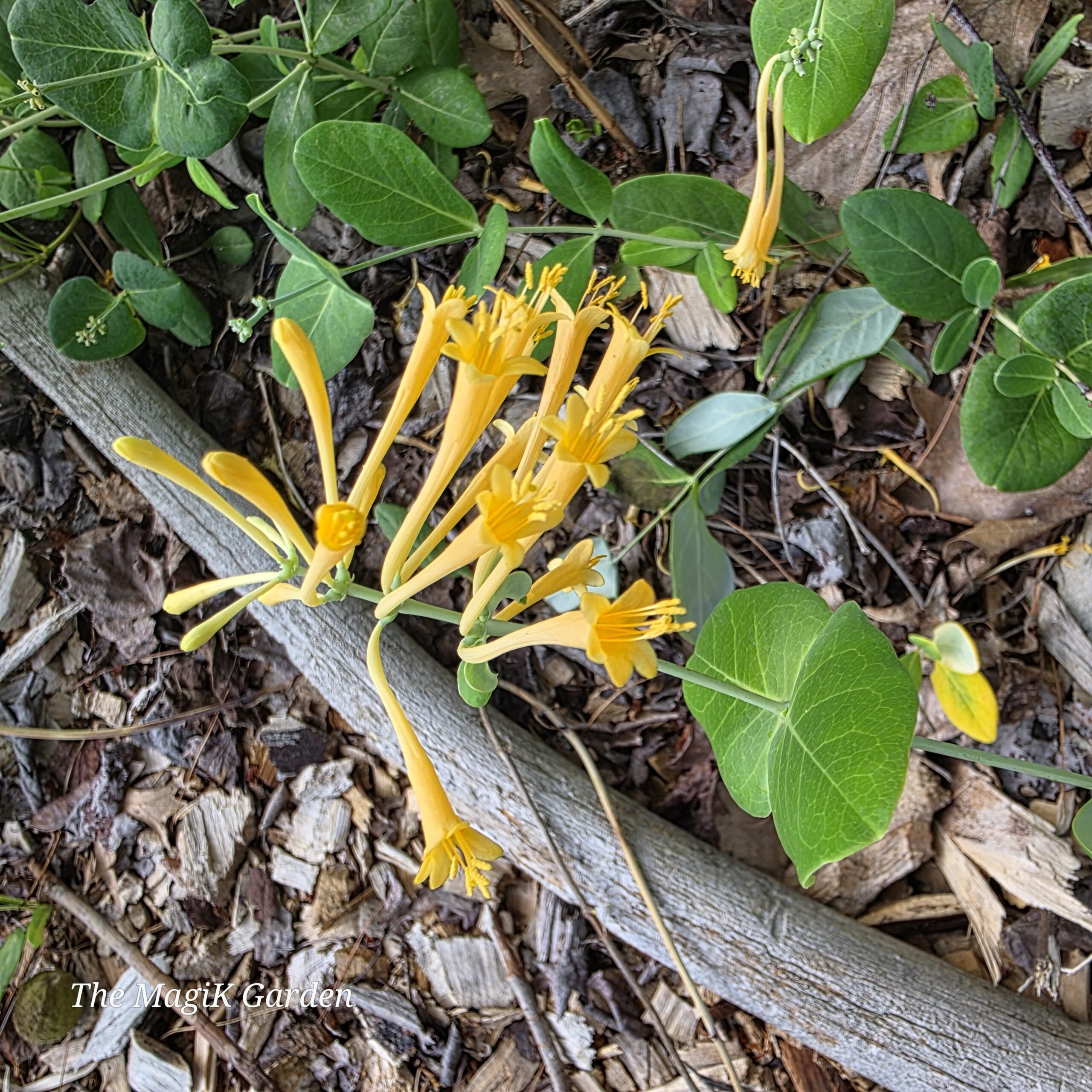 John Clayton yellow honeysuckle