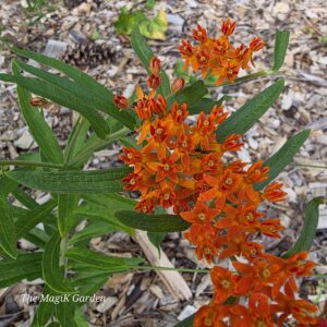 orange butterfly milkweed with reddish orange flowers