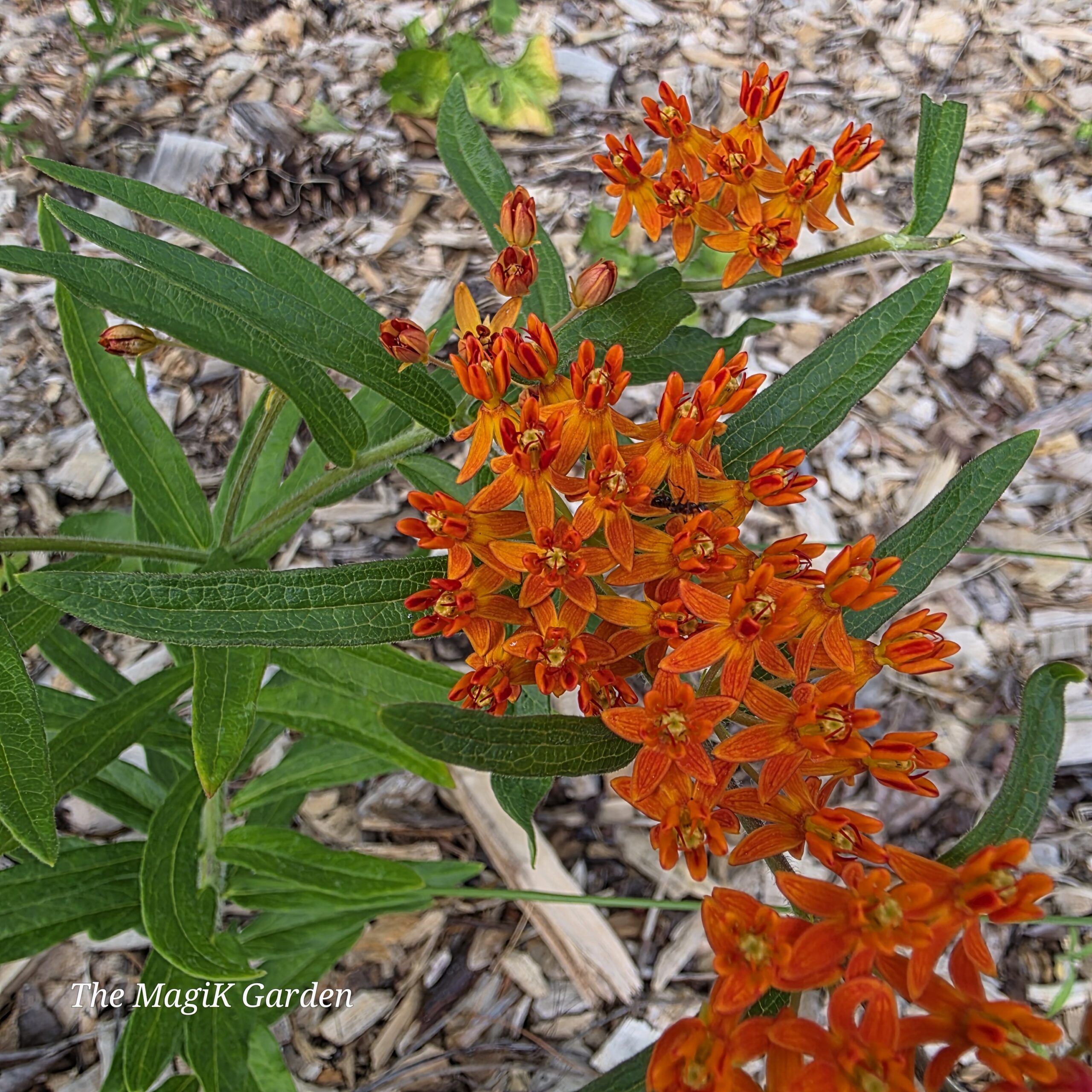 orange butterfly milkweed with reddish orange flowers