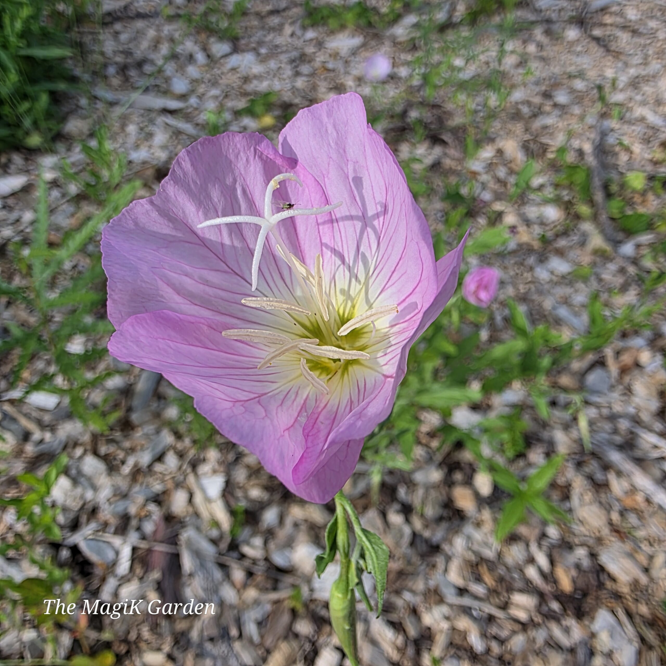 pink evening primrose