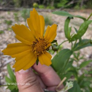 star tickseed