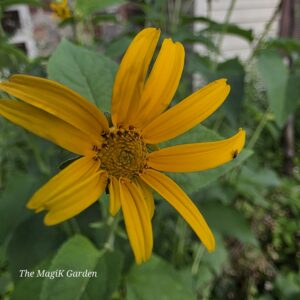 false sunflower