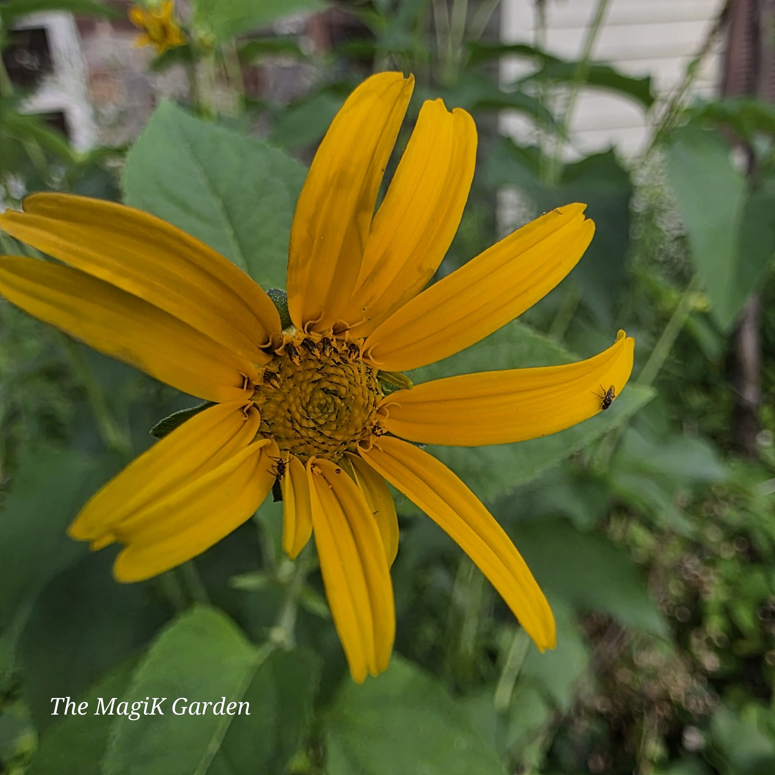 false sunflower