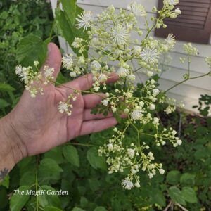 purple stem meadowrue flowers