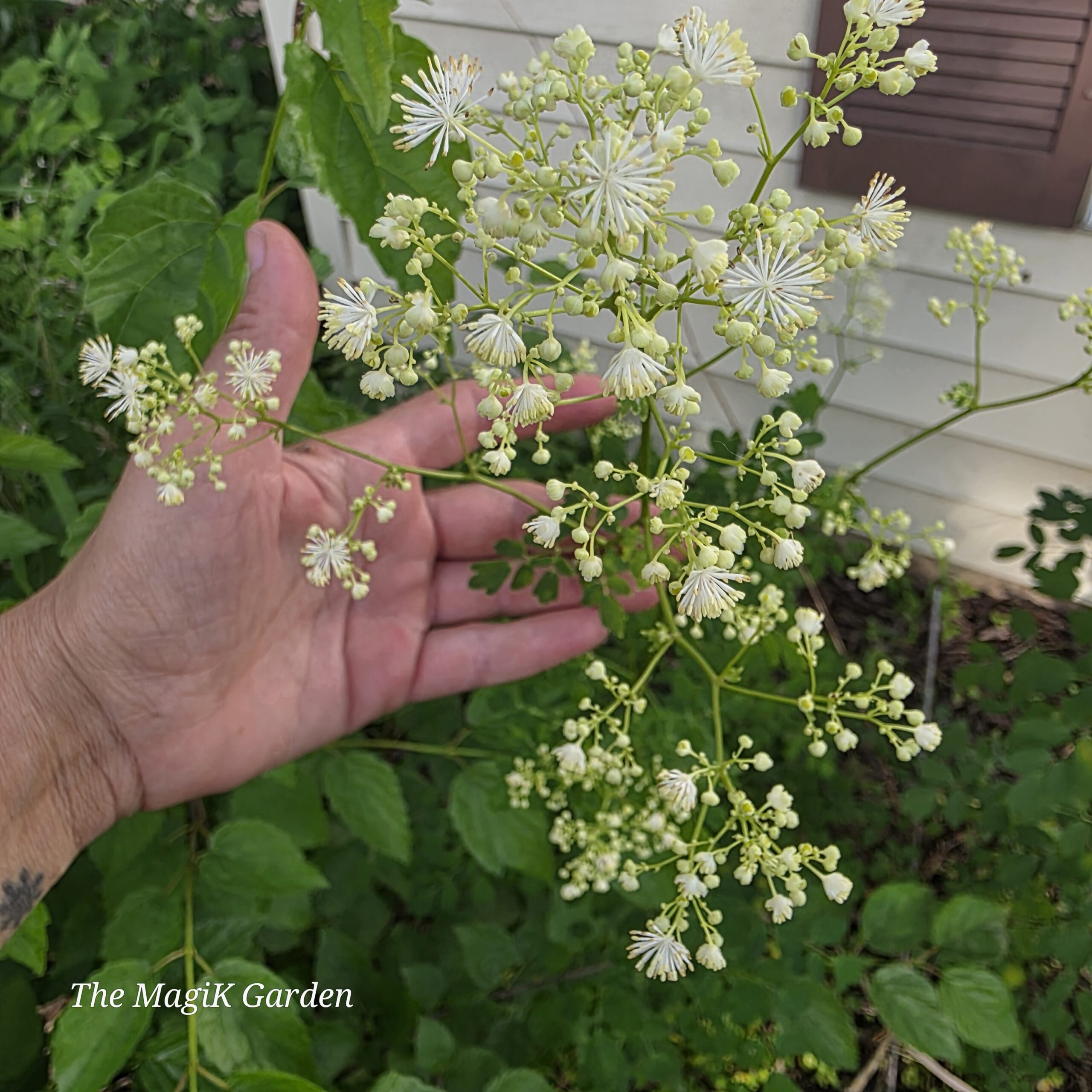 purple stem meadowrue flowers