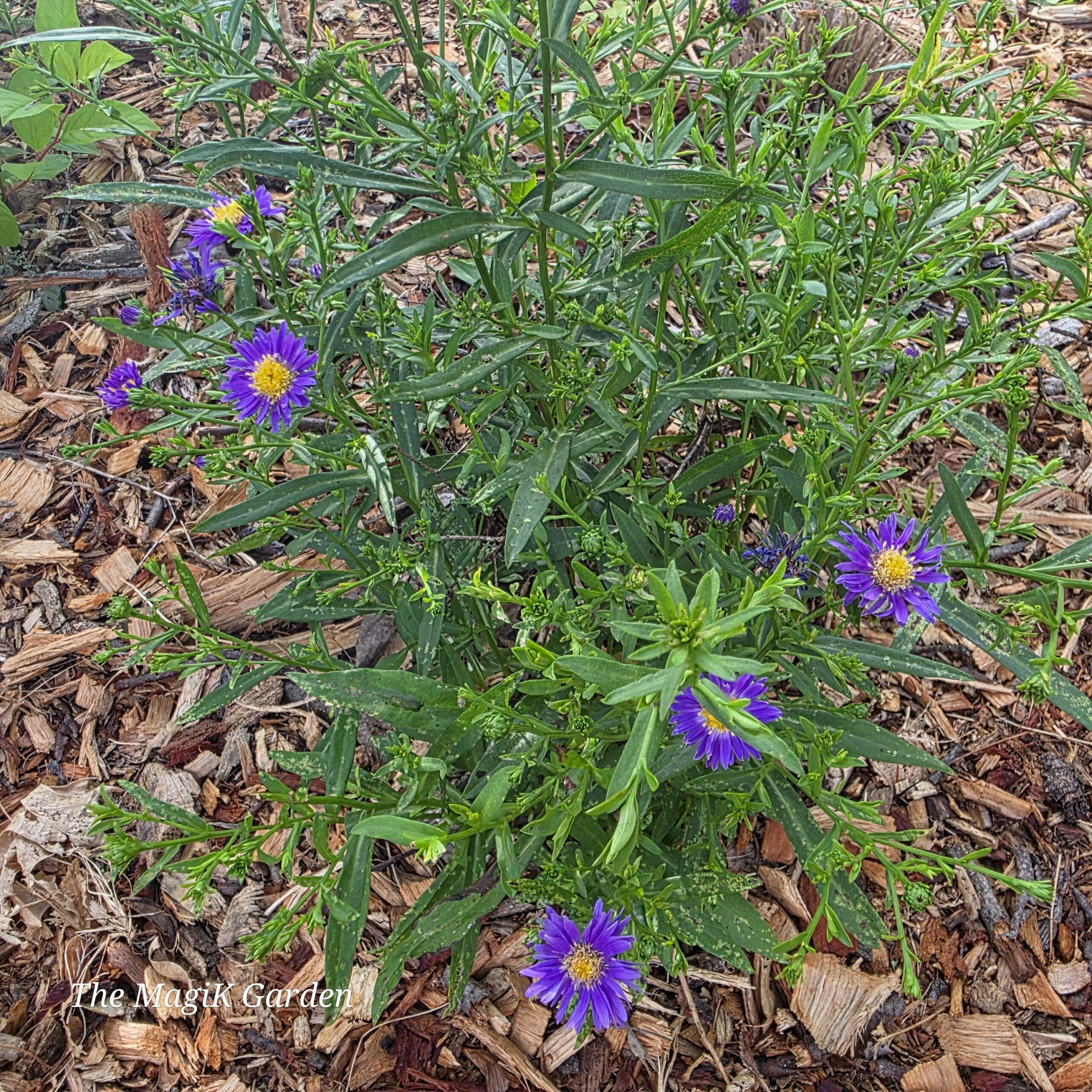 purple aster cultivar flowers 