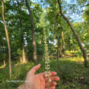 black cohosh flowers