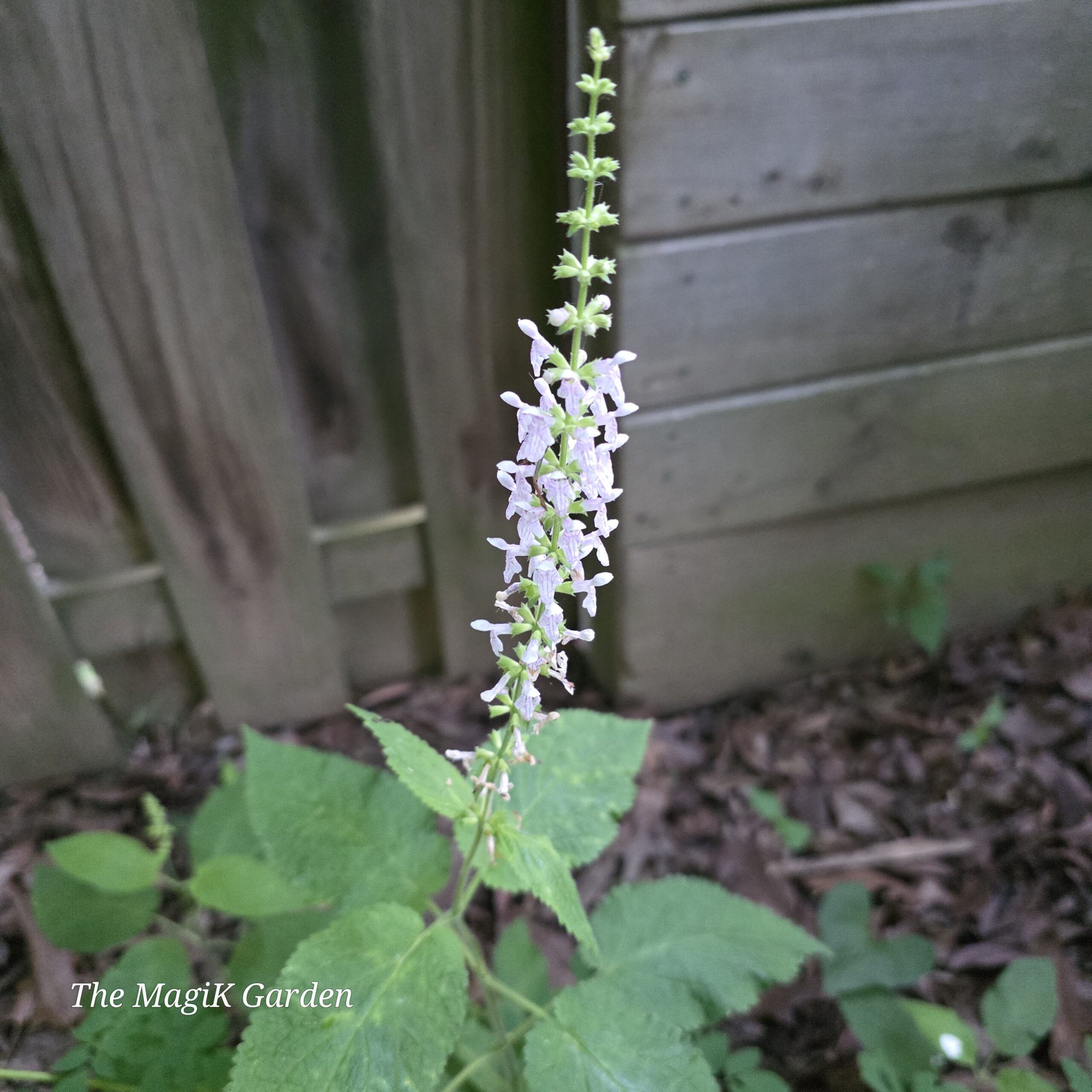 heartleaf hedge-nettle flowers