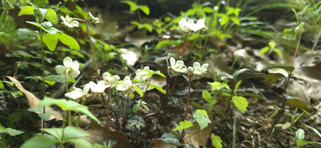 Chimaphila maculata white flowers blooming on the forest floor with other native species present