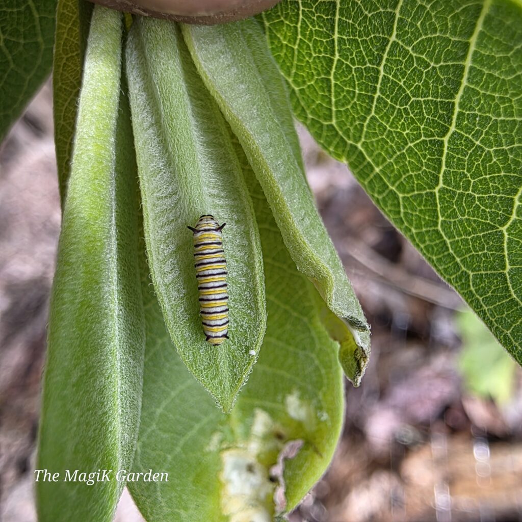 tiny monarch caterpillar on common milkweed