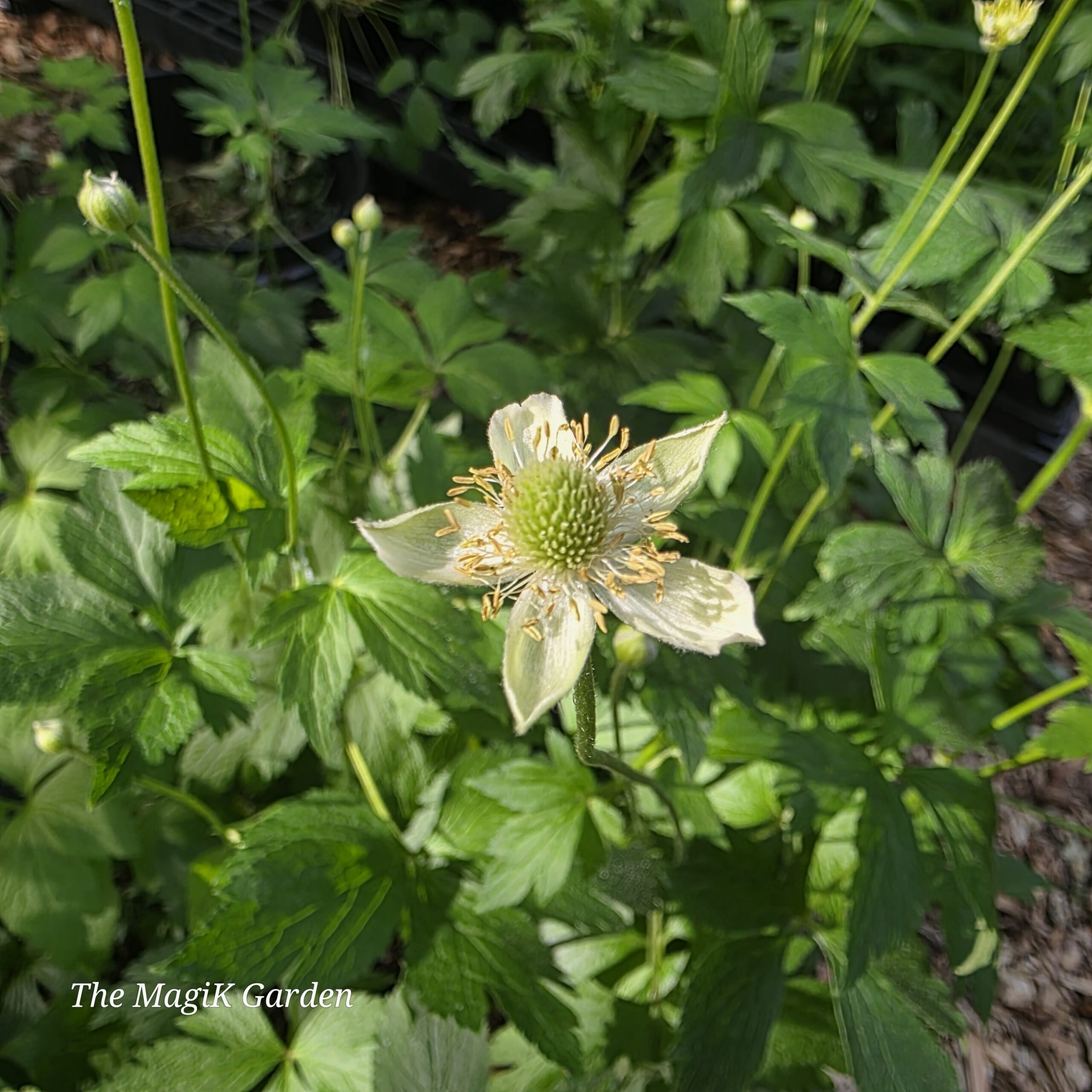 thimbleweed flowers