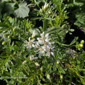 flaxleaf whitetop aster