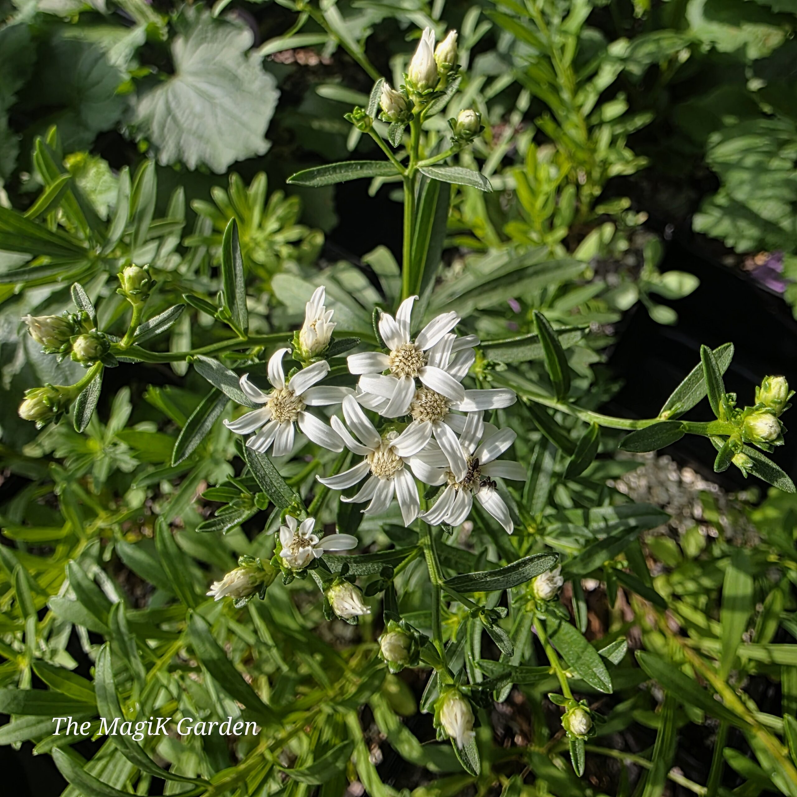 flaxleaf whitetop aster