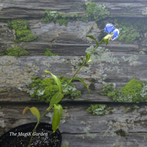 Whitemouth Dayflower