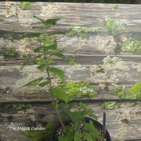 Hairy Wood Mint