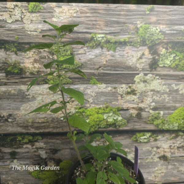 Hairy Wood Mint
