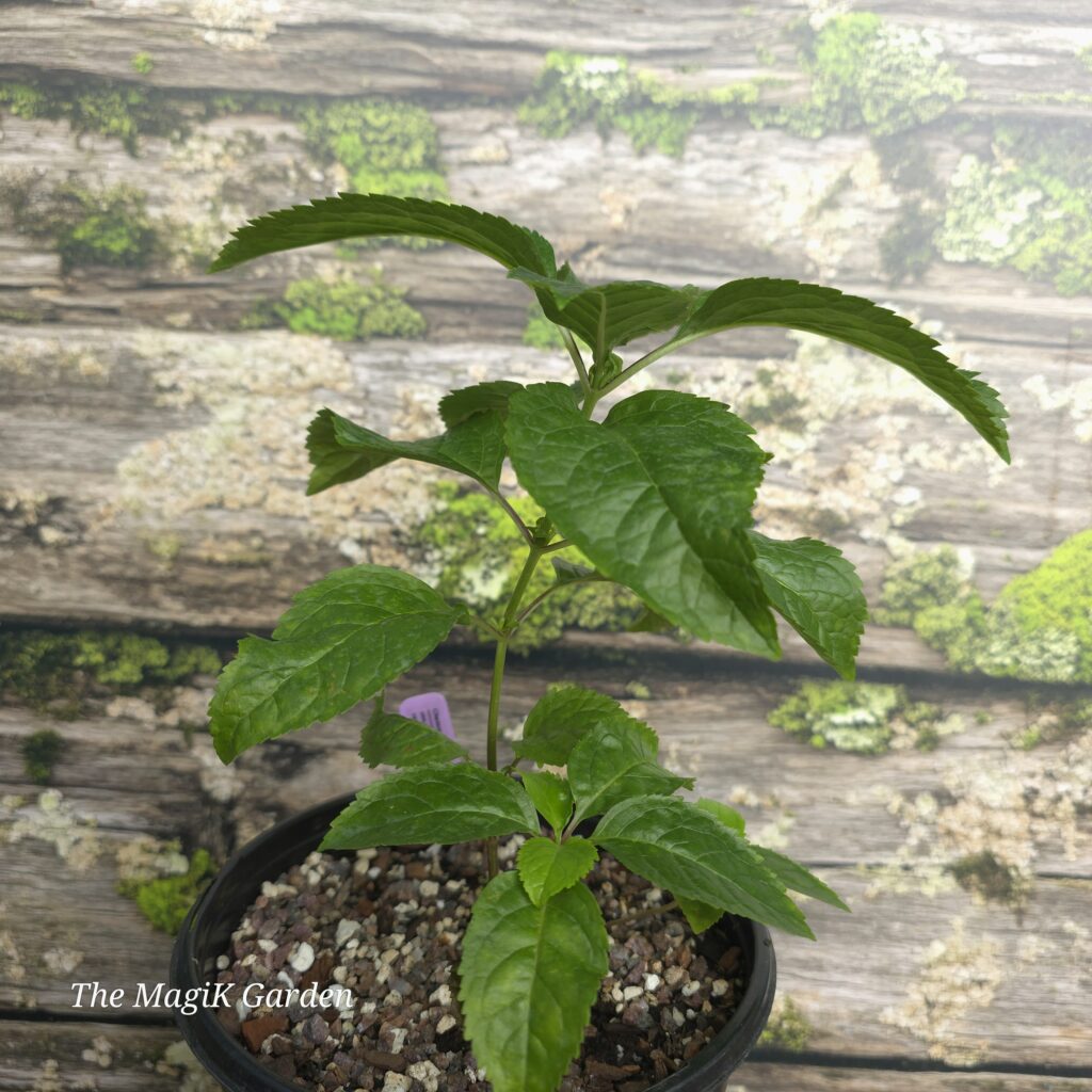 'Pink Temptation' Turtlehead