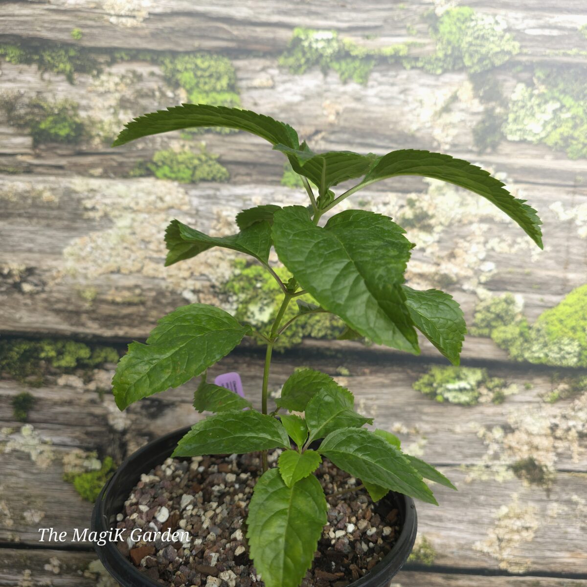 'Pink Temptation' Turtlehead