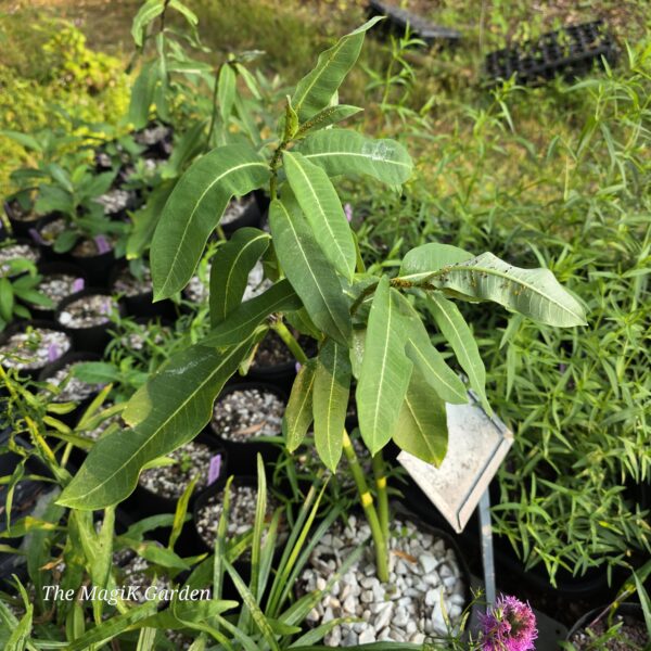 Common Milkweed
