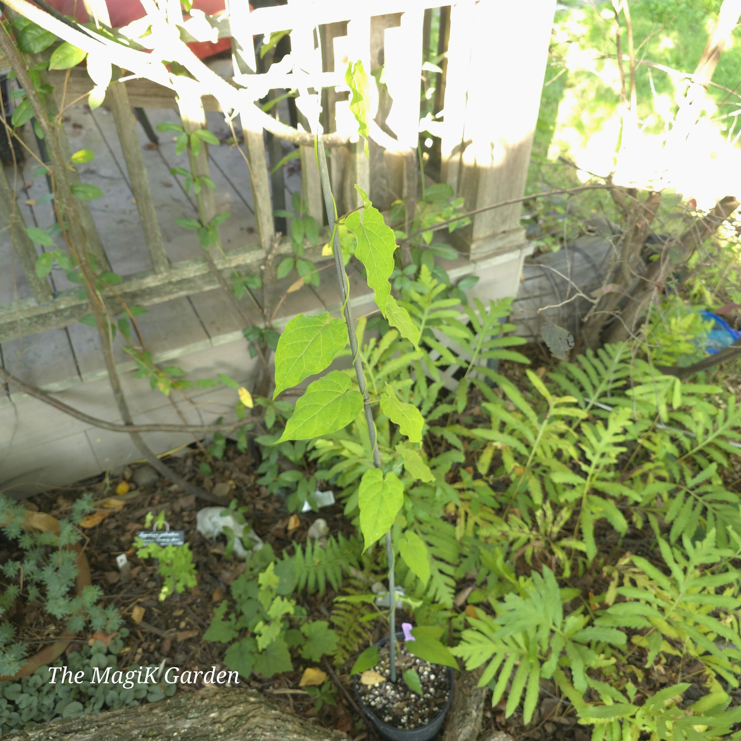Anglepod - Image 2