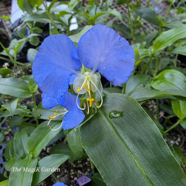 Whitemouth Dayflower