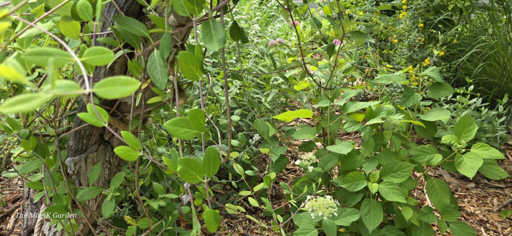 a lush summer garden planting with dangling Lonicera sempervirens vines off a dead Japanese maple snag, Hydrangea arborescens, Asclepias incarnata, Pycnanthemum incanum and Hypericum kalmianum visible in the background