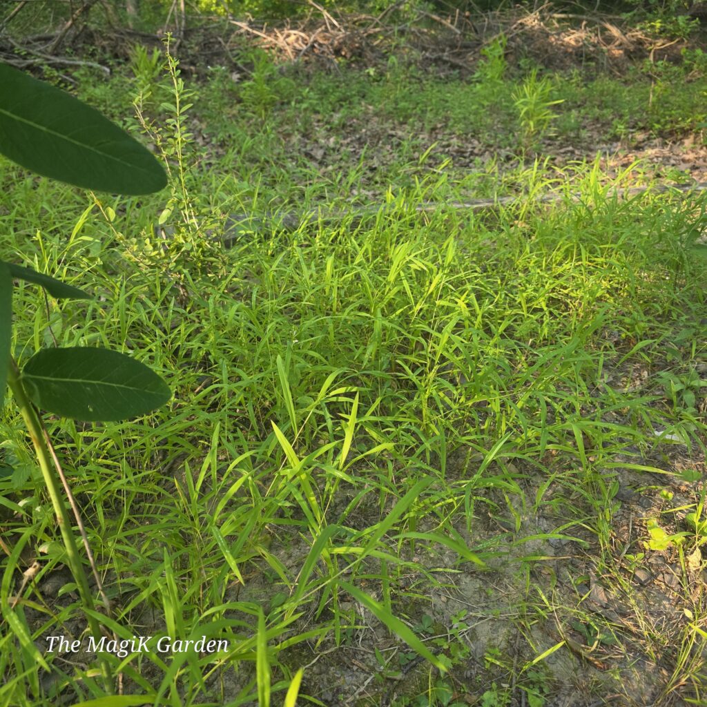 Leersia virginica (Virginia whitegrass) outcompeting invasive Japanese stiltgrass