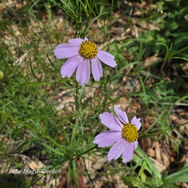 Rose Tickseed Seed