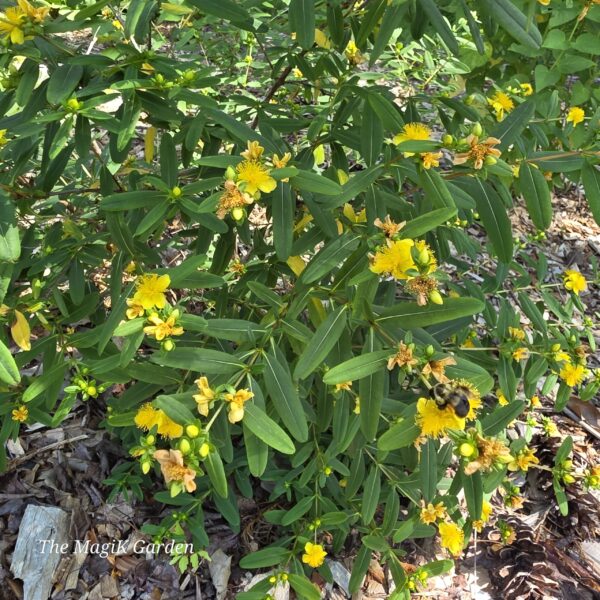 Kalm's St. John's Wort