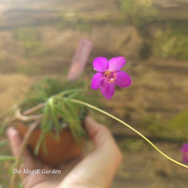 Largeflower Fameflower
