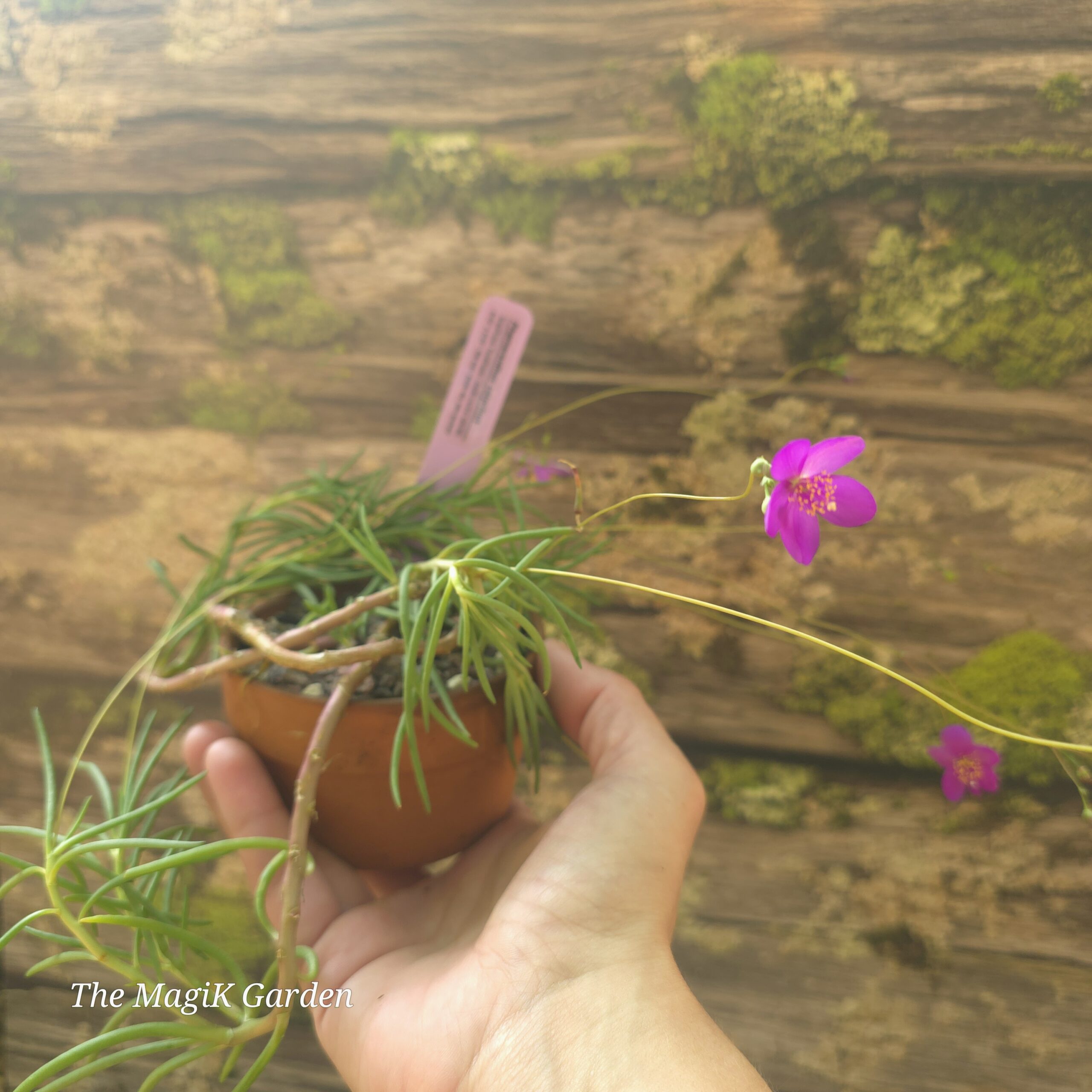 Largeflower Fameflower - Image 2