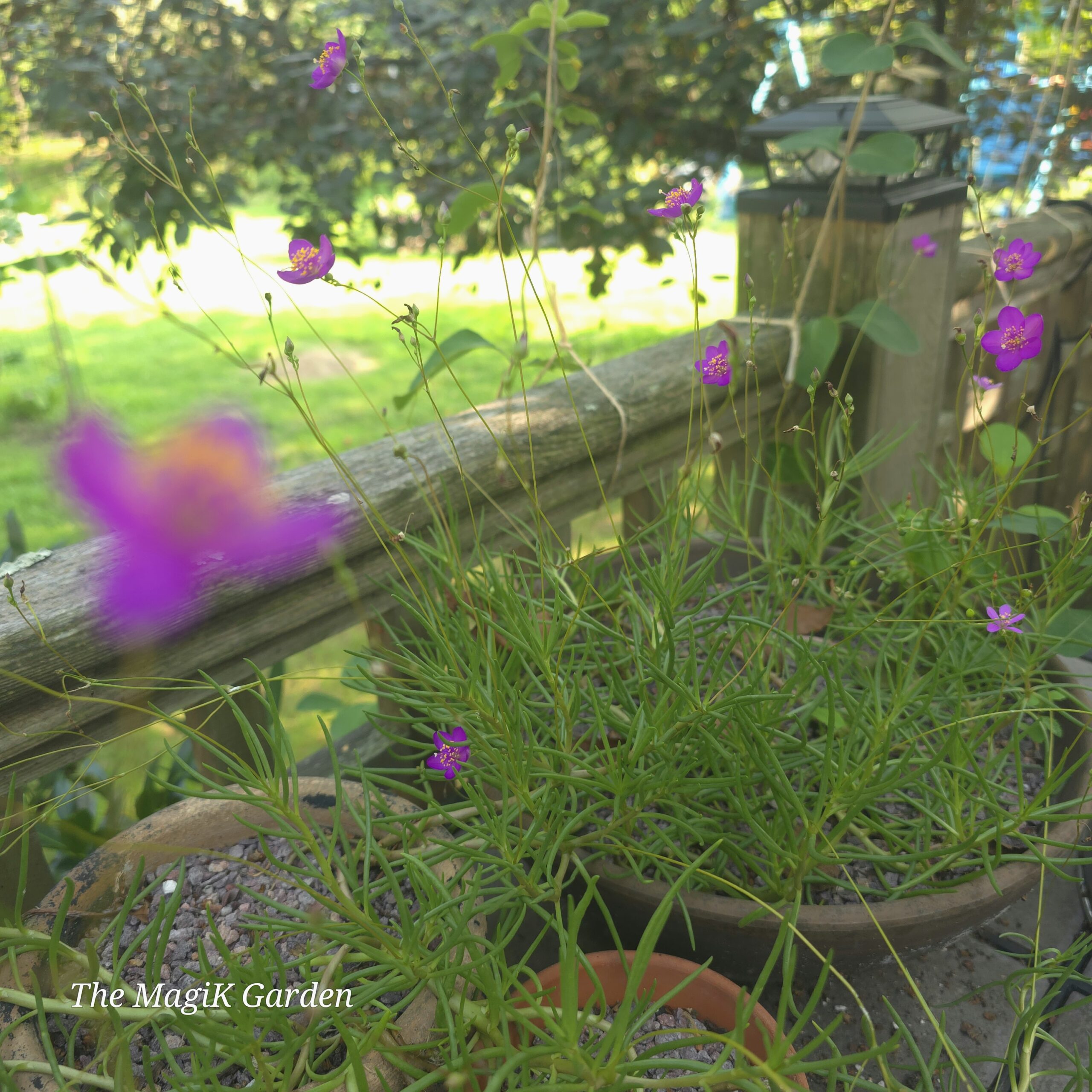 Largeflower Fameflower - Image 3