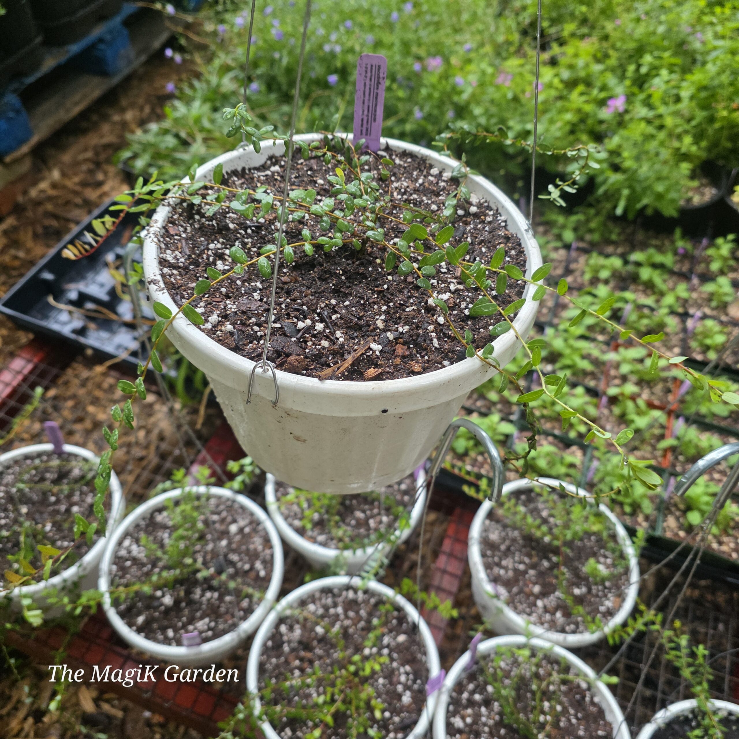 American Cranberry Hanging Basket