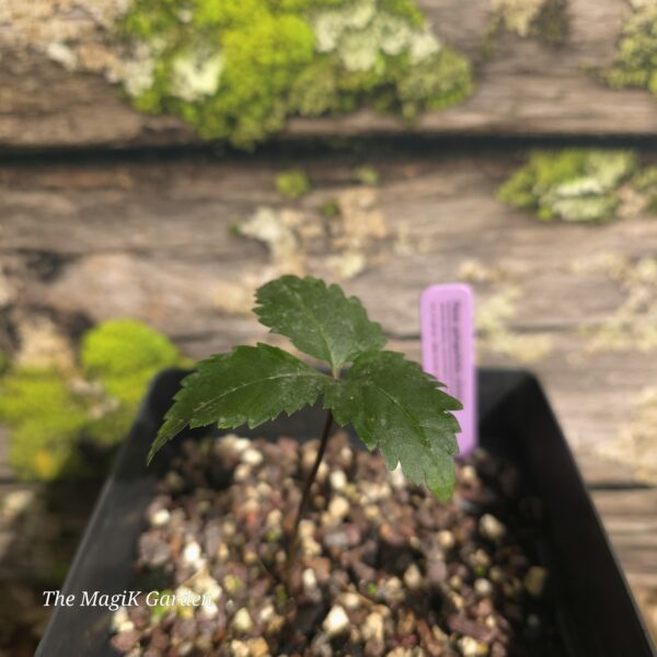 American Ginseng