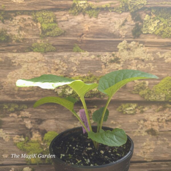 Woodland Lettuce