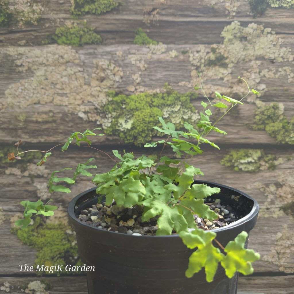 American Climbing Fern