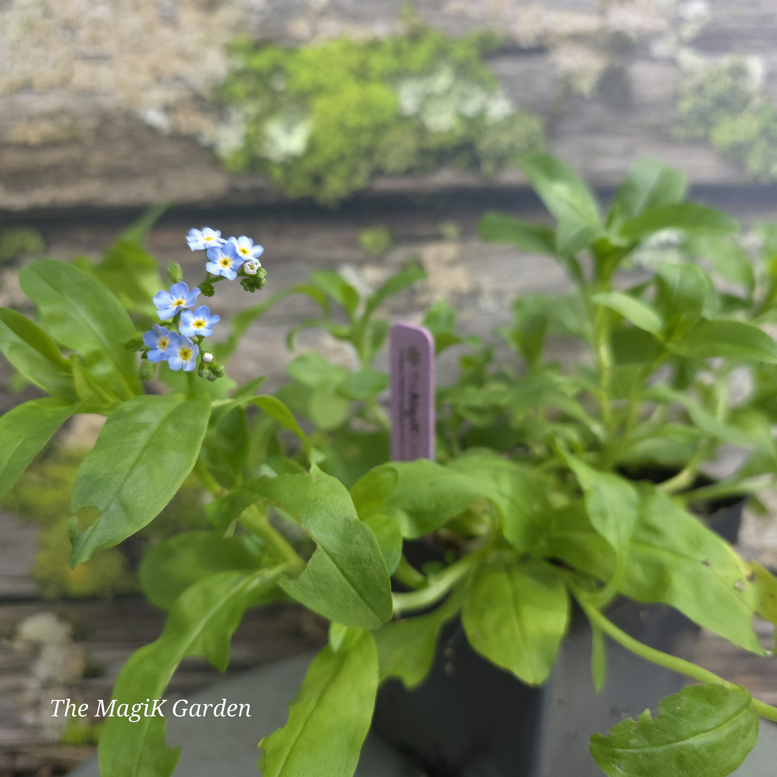 Smaller Forget-Me-Not